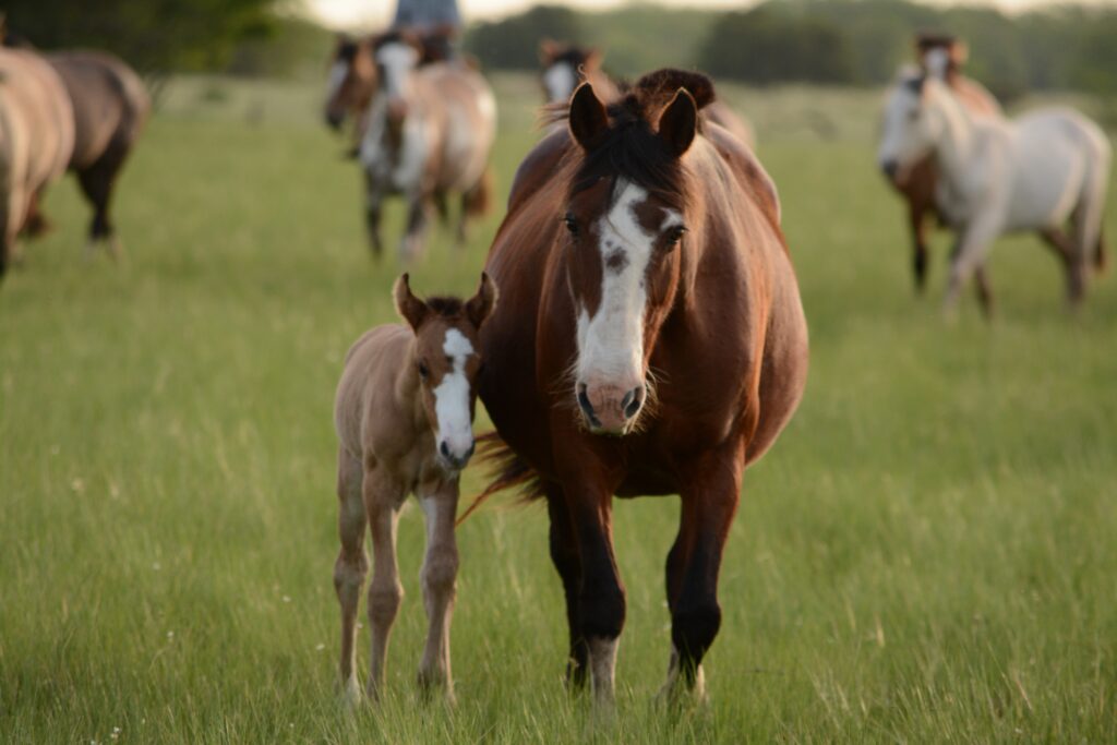 Can You Go Horse Racing In The Cotswolds?
