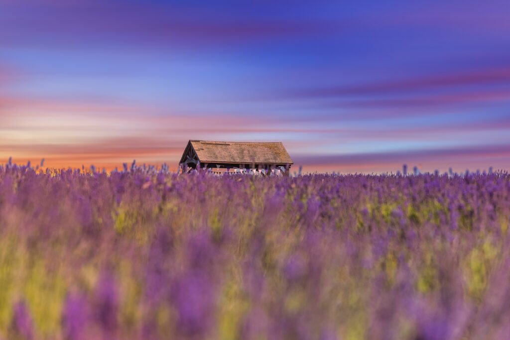 Can You Visit Cotswold Lavender Fields?