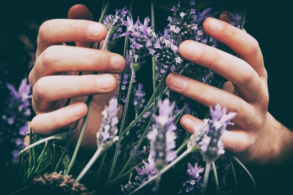 What Is The Cotswold Lavender Farm?