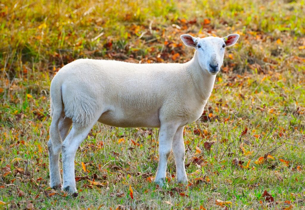What Is The History Of Wool Production In The Cotswolds?